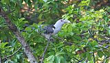 Channel-billed Cuckoo